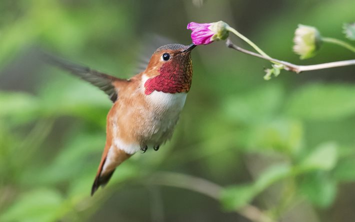 류, hummingbirds, 자연, 꽃