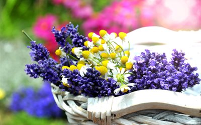lavender, chamomile, flowers, basket