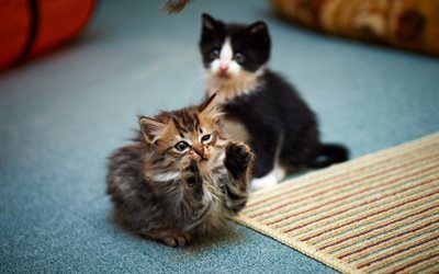 kittens, cats, animals, pair