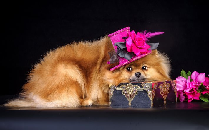 box, hat, dog, animal, flowers