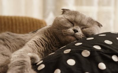 猫, 動物, イギリス, 枕