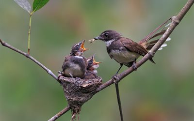 the nest, family, chicks, birds, branch, nature, feeding