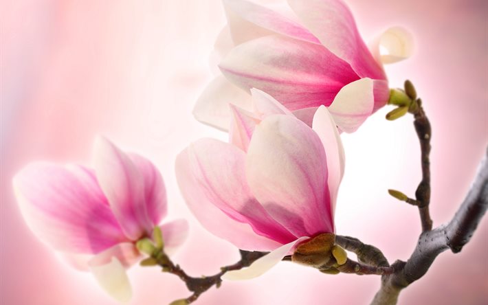natur, blommor, gren, magnolia