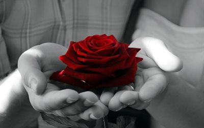 kädet, kukka, ruusu