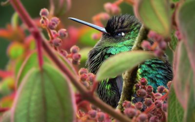 류, 과일, 잎, 점, 자연, hummingbirds
