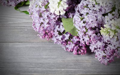 lilac, flowers, board