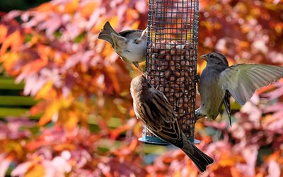 nuts, feeder, nature, sparrows, birds, autumn