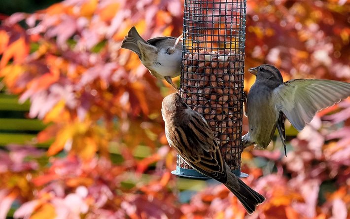 noci, alimentatore, natura, passeri, uccelli, autunno