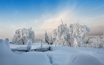 木, 雪, のブッシュ, 冬, 風景, フェンス