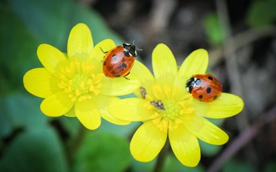 summer, flowers, beetle, nature, ladybug, pair, macro