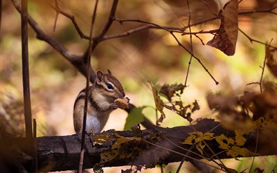 tree, forest, nature, branches, chipmunk, rodent, leaves, animal, autumn