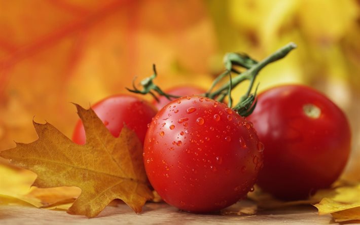 vegetables, food, tomatoes, branch, drops, water, leaves, autumn