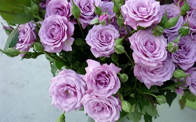紫色のバラ, 美しい花, バラ, ポーランドバラ