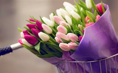 multi-colored tulips, pictures, flowers, bouquets of flowers