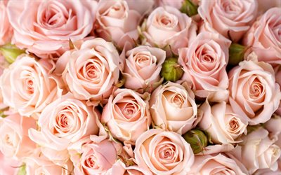 un mazzo di rose, rose rosa, fiori di rose, un sacco di rose, il bouquet di rose
