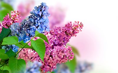 spring, beautiful buzok, spring flowers, sprigs of lilac, beautiful lilac