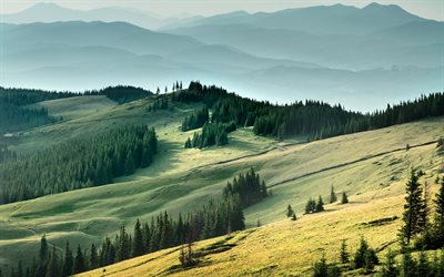 les montagnes, le vert de la forêt, des champs verts, l'ukraine, gori, dans les carpates, polonyny