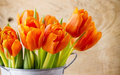 tulipas laranja, flores da primavera, primavera