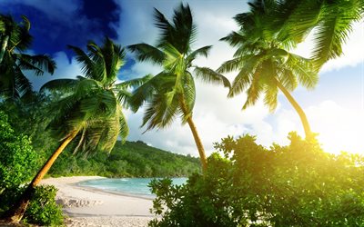 the beach, palm trees, seychelles, tropical island, mahe