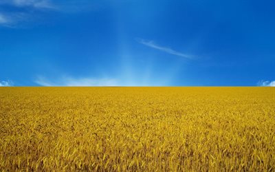 le drapeau de l'ukraine, la symbolique de l'ukraine, le jaune et le bleu du drapeau