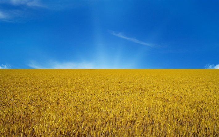 the flag of ukraine, symbolics of ukraine, yellow-blue flag
