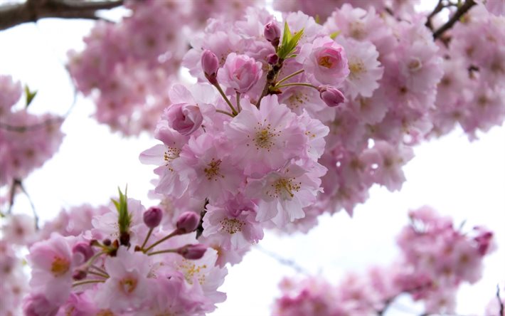 桜, 春, 花