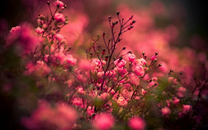 primavera, flores, rosas cor de rosa, roseiras