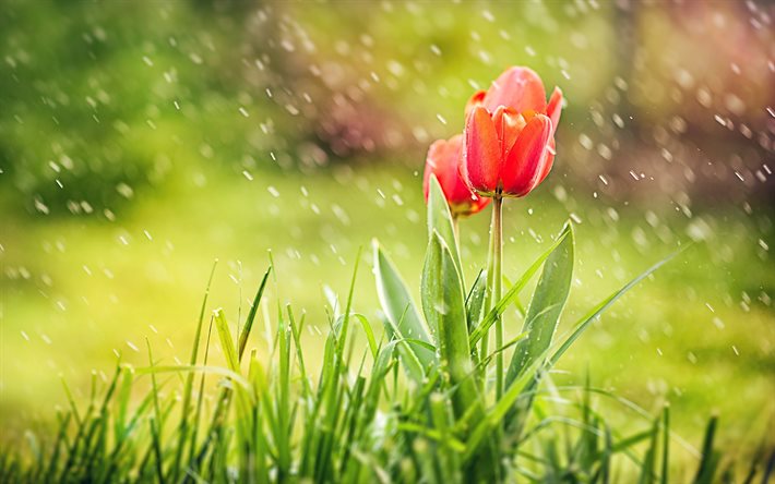 봄, red tulip, 비, 꽃