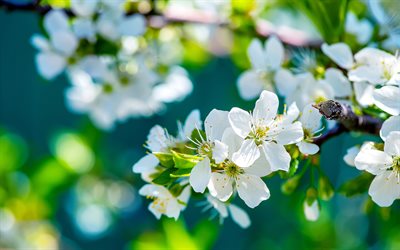 الربيع, المزهرة أشجار التفاح, زهور الربيع