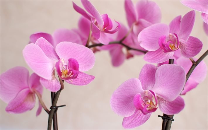 pink orchid, orchid, an orchid branch