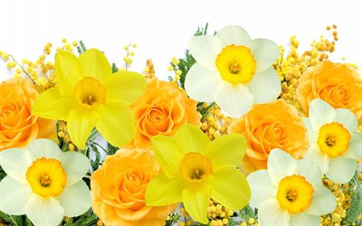 mimosa, yellow flowers, narcisi, daffodils