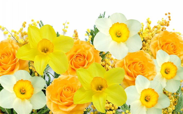 छुई मुई, पीले फूल, narcisi, daffodils