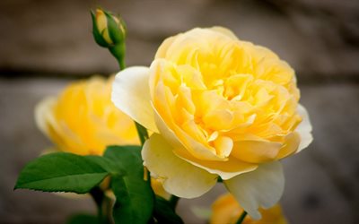 yellow flowers, the poland roses, yellow rose, rose