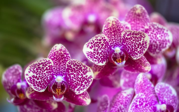 bellissimi fiori, orchidee, rosa orchidea