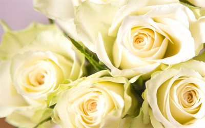 白バラの花, バラの花束, 黄色のバラ, ブーケのバラの花