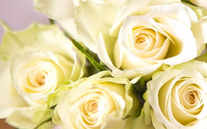 des roses blanches, un bouquet de roses, des roses jaunes, bouquet de roses