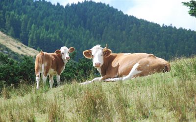 alpi, mucche, svizzera, mucche di razza bruno alpina, montagne