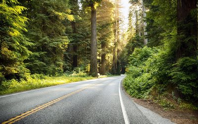 forest road, buenas carreteras, bosque, carretera de asfalto, la naturaleza