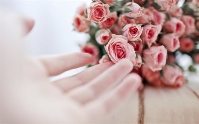 mão feminina, rosas cor de rosa, um buquê de rosas, buquê de rosas da polônia