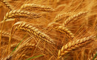 campo, celeiro, ucrânia, espigas de trigo, trigo