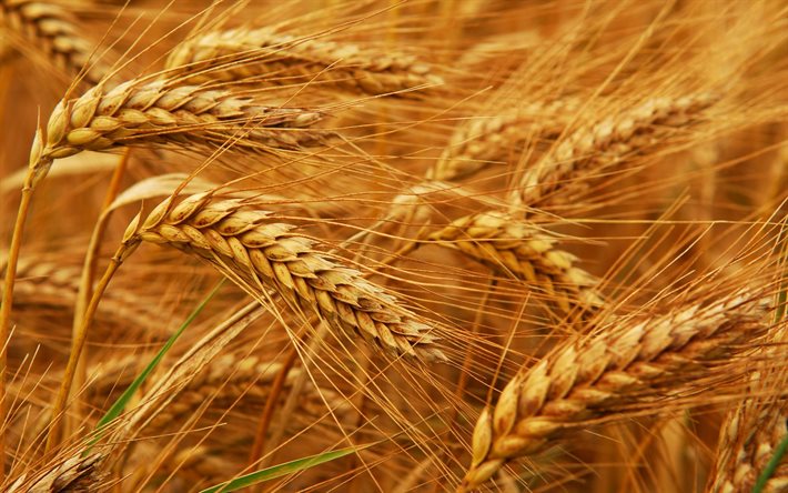 campo, granero, ucrania, espigas de trigo, trigo