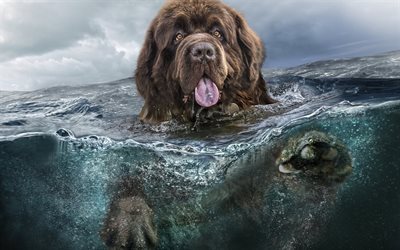cane, subacqueo, grosso cane, cane di terranova