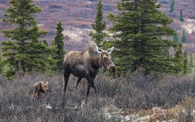 big moose, little elk, moose, wildlife