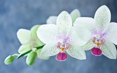 orquídeas blancas, flores, flores blancas, orquídeas