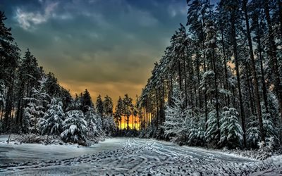 شجرة, الصنوبر, الشتاء, الولايات المتحدة الأمريكية, الغابات الصنوبرية, أونتاريو