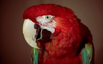 birds, red parrot, large parrots, chervonyi papuga
