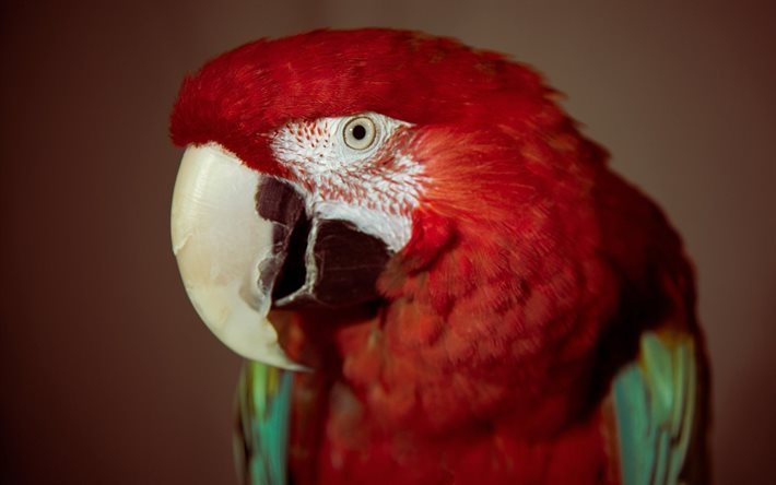 birds, red parrot, large parrots, chervonyi papuga