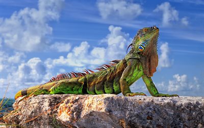 iguana, 아름다운 도마뱀, 일반적인 이구아나, green iguana