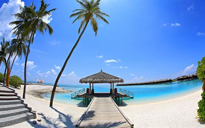 palm trees, islands, the beach, blue sky, white sand