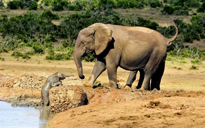वन्य जीवन, अफ्रीका, हाथी, छोटे हाथी